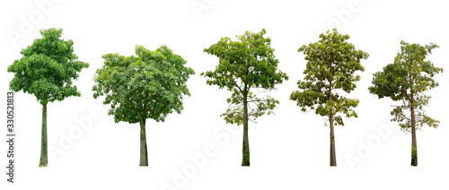 The collection of trees. Isolated trees on white background. with clipping paths.