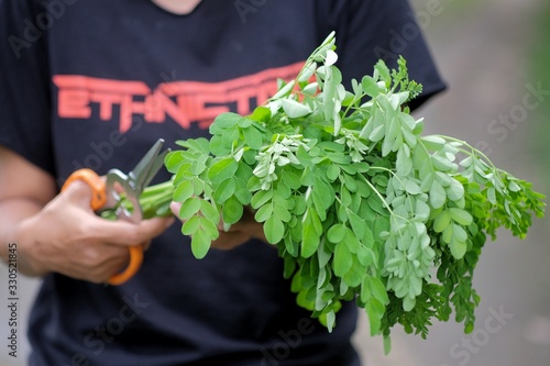 A resident picks Moringa leaves to be cooked into vegetables that contain lots of nutrients for human body. Moringa oleifera is a fast-growing of the family Moringaceae, native to tropical-subtropic. photo