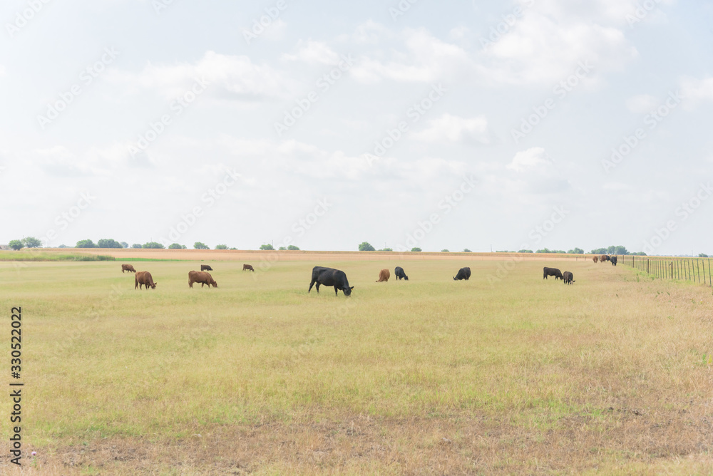 Pasture raised cows grazing grass on ranch with wire fence in Waxahachie, Texas, USA Pasture raised cows grazing grass on ranch with wire fence in Waxahachie, Texas, USA