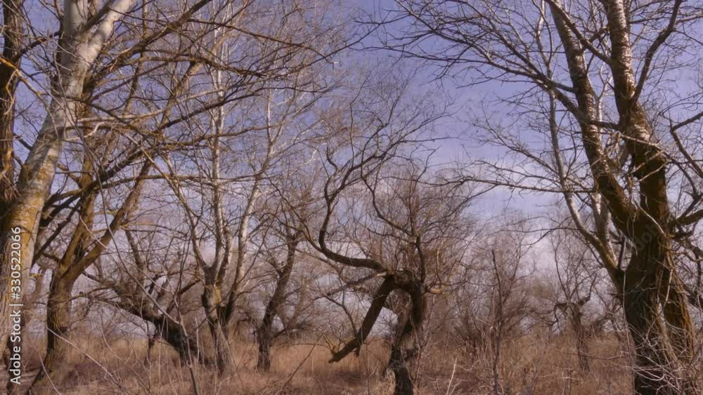 Early spring in the Dniester Delta. Quiet and no greenery. silence. Ukraine Early spring in the Dniester Delta. Quiet and no greenery. silence. Ukraine