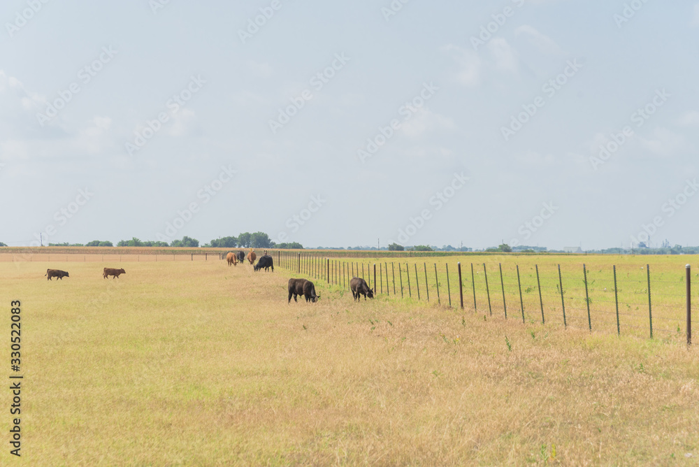 Pasture raised cows grazing grass on ranch with wire fence in Waxahachie, Texas, USA