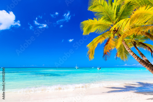Palm tree on the caribbean tropical beach. Saona Island, Dominican Republic. Vacation travel background photo