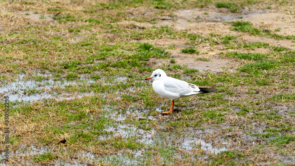 seagull on the grass