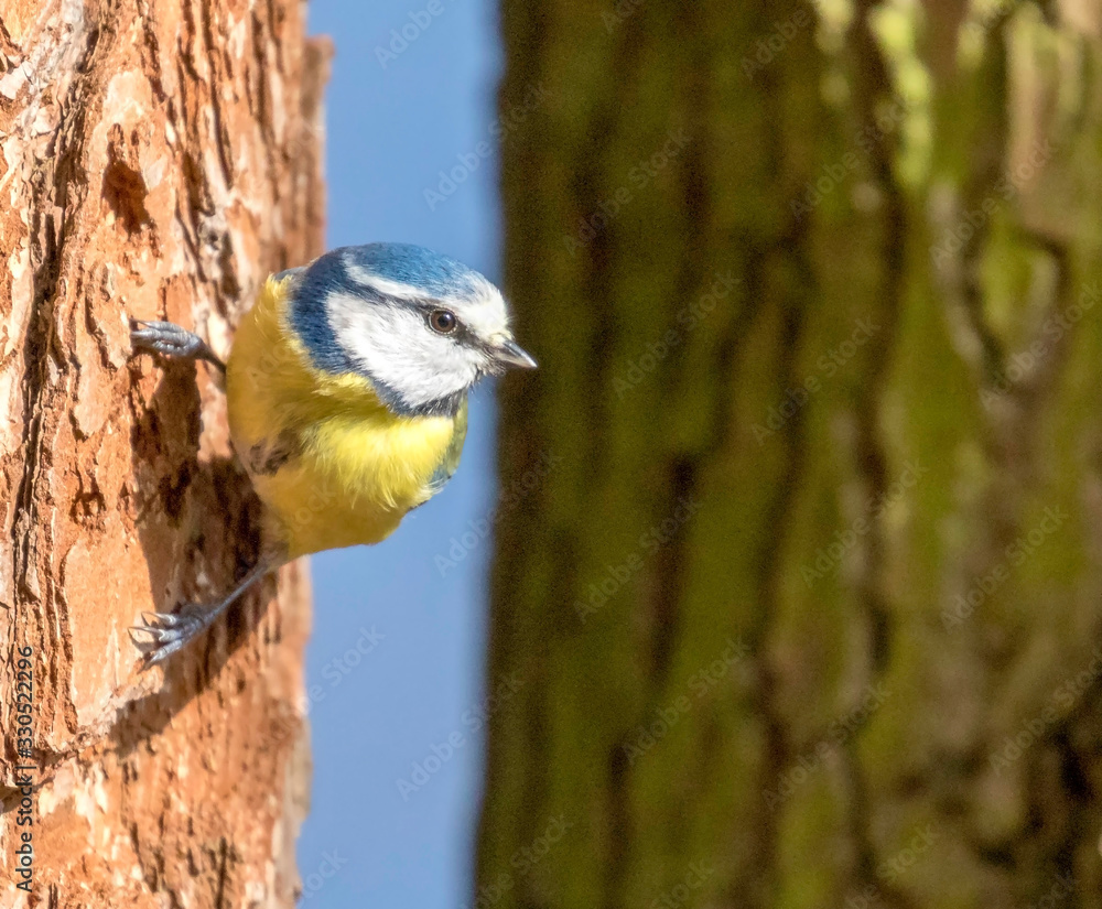 Obraz premium Blue tit bird in the UK