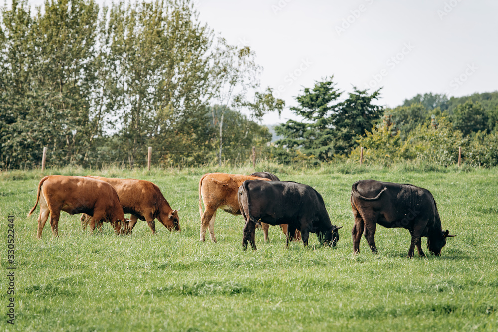 Group of cows grazing on a green meadow. Cows graze on the farm Group of cows grazing on a green meadow. Cows graze on the farm