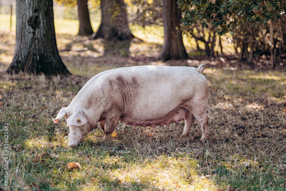 Sow posing for camera on green grass meadow rural animal farm Sow posing for camera on green grass meadow rural animal farm