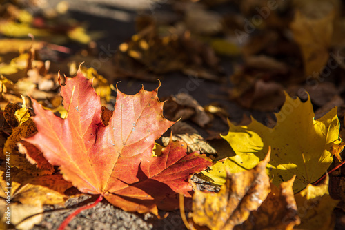 Red and yellow maple leaves on the ground