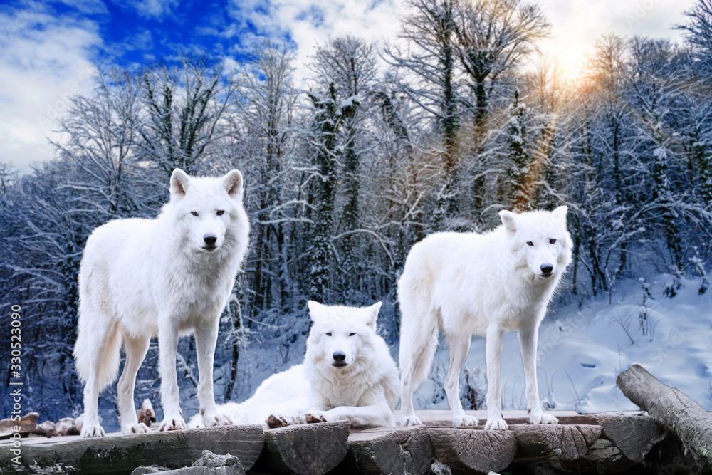 Fototapeta Arctic Wolves. White wolf in Winter Forest