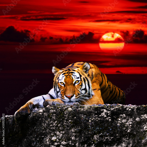 Tiger portrait  on the rock with beautiful sky at sunset time