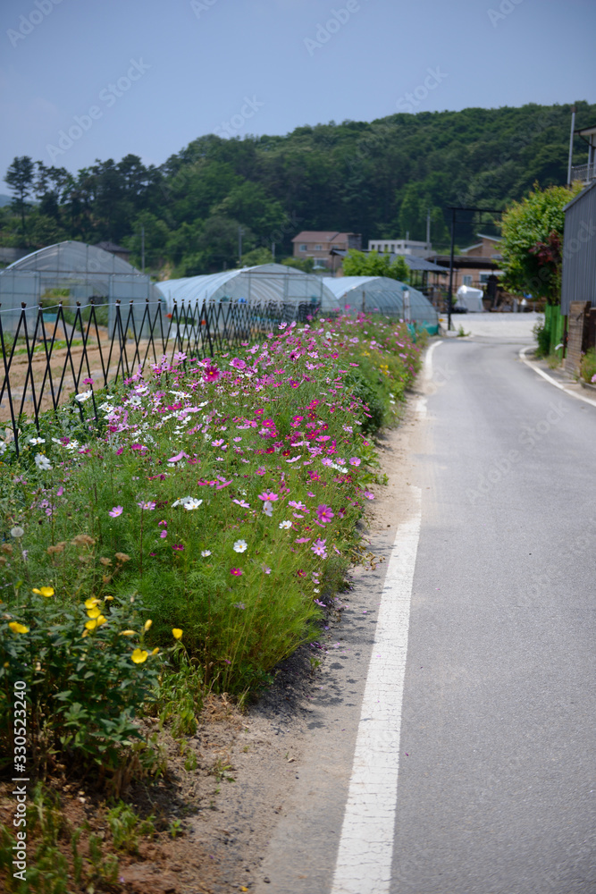 Fototapeta premium 푸르름