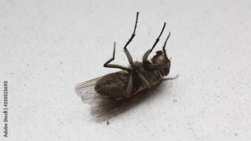Half-dead fly on a white background close-up.