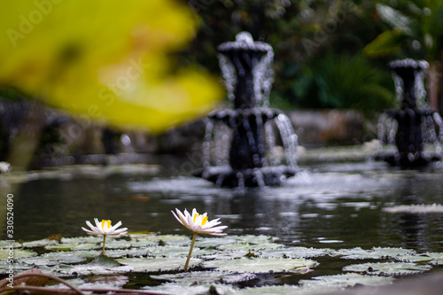 lotus flower on fountains background