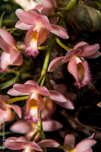 Phalaenopsis Aphrodite Orchid in Bloom