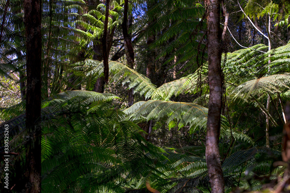 Tree fronds growing in a native forest of the mountains near the town of Arcabuco, in the department of Boyaca, in Colombia. Tree fronds growing in a native forest of the mountains near the town of Arcabuco, in the department of Boyaca, in Colombia.