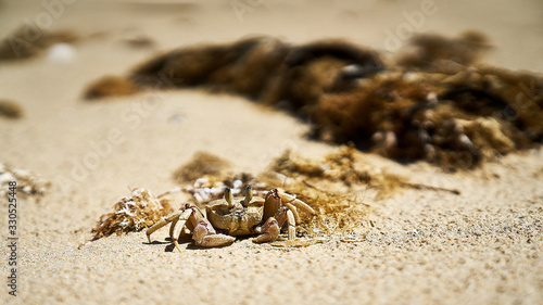 Prawn at Chintza Beach sitting on Sand