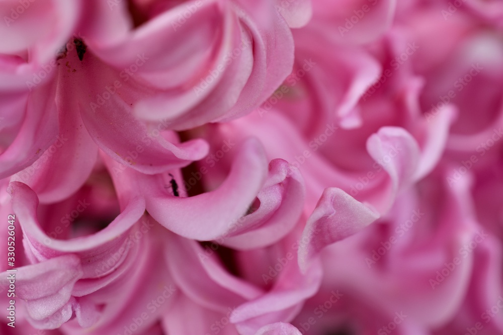 Obraz premium Spring hyacinth petals background texture 