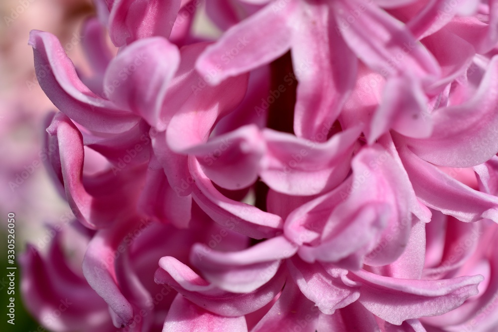 Pink spring flower background texture 