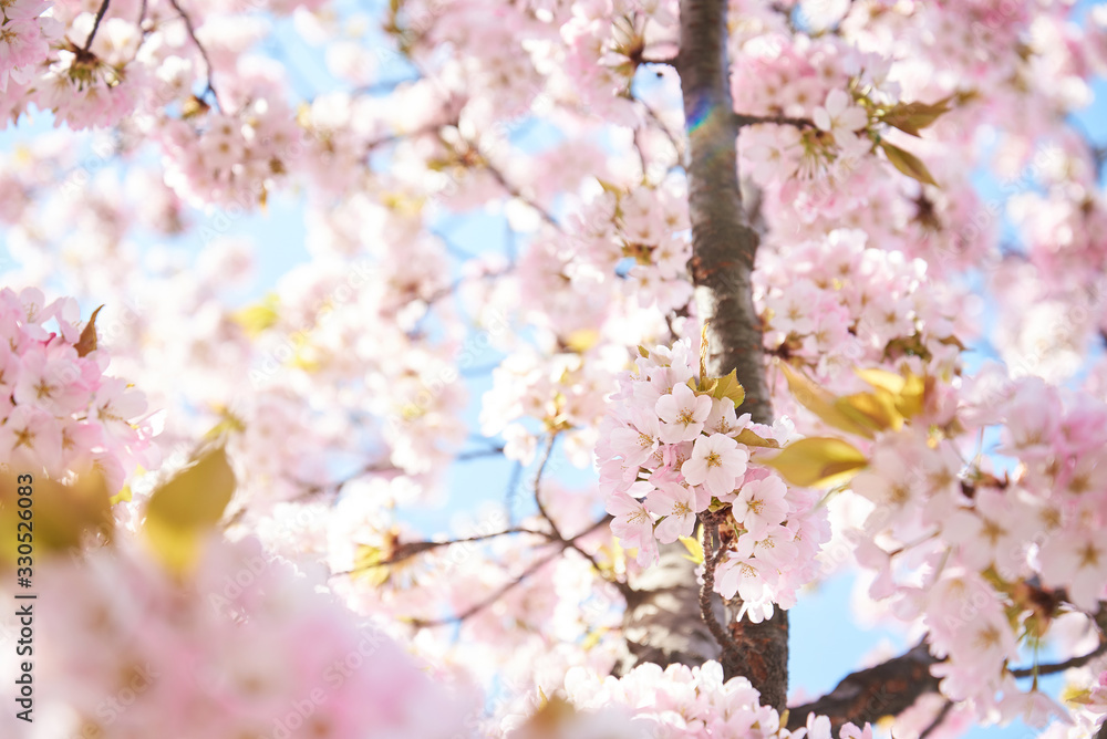 Cherry blossoms to mark the beginning of spring. Cherry blossoms to mark the beginning of spring.