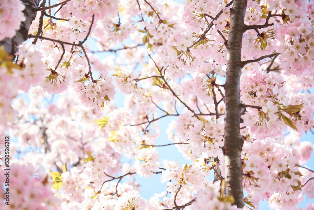 Cherry blossoms to mark the beginning of spring. Cherry blossoms to mark the beginning of spring.