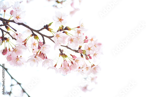 Cherry blossoms to mark the beginning of spring. © photo_HYANG