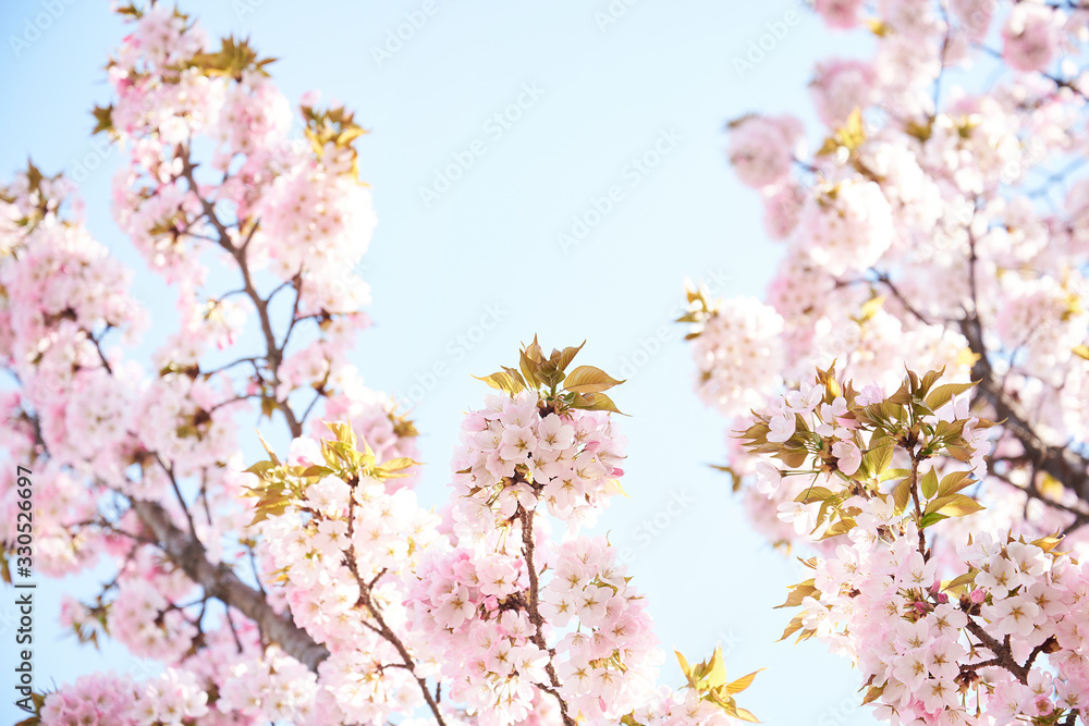 Cherry blossoms to mark the beginning of spring. Cherry blossoms to mark the beginning of spring.