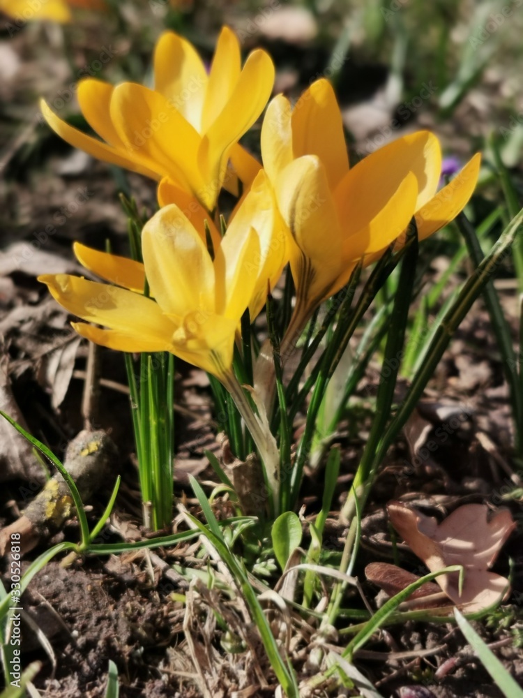 Obraz premium Gelber Krokus im Frühling, Nahaufnahme