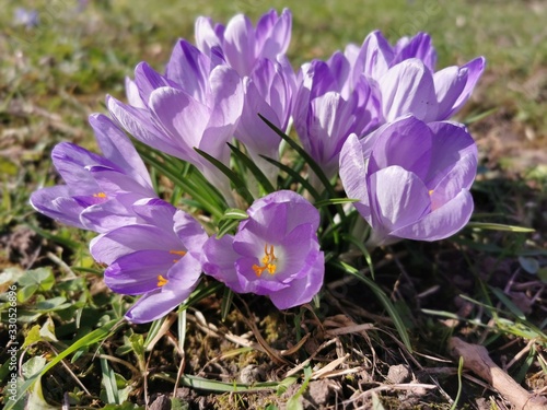 Violette Krokus Pflanzen
