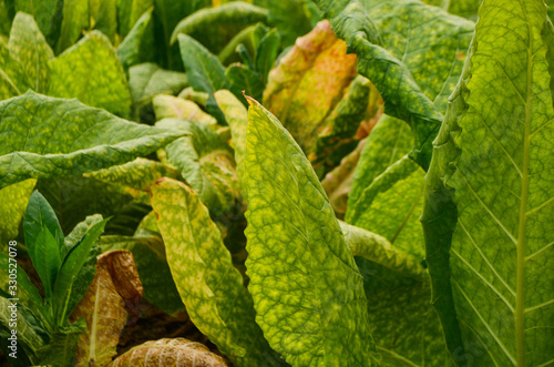 closeup of tobacco leaf