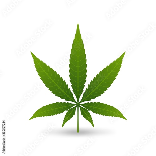 Hemp cannabis leaf on white background