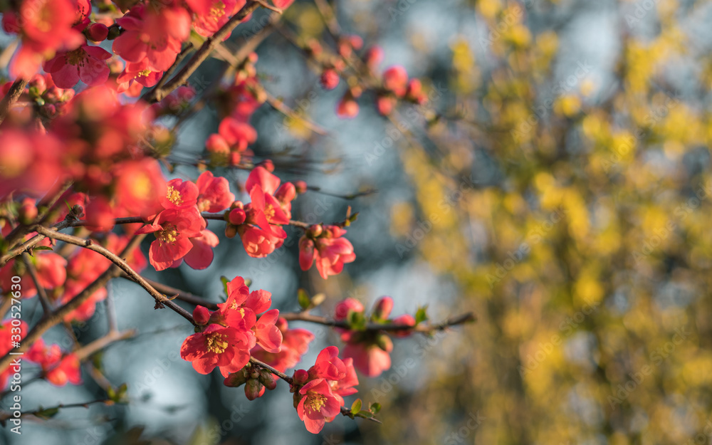 Japanese quince in blossom Japanese quince in blossom