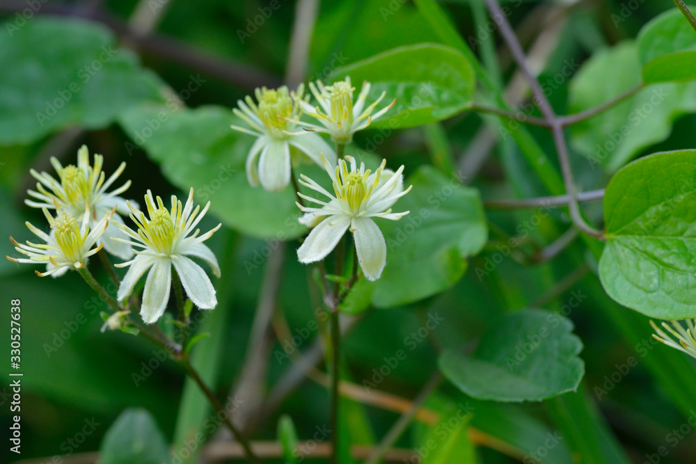Blüten der Gewöhnlichen Waldrebe (Clematis vitalba Blüten der Gewöhnlichen Waldrebe (Clematis vitalba