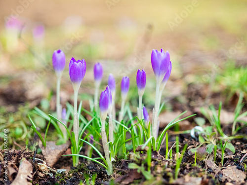 violet crocus flowers close up macro on green background. Early spring first flowers blooming