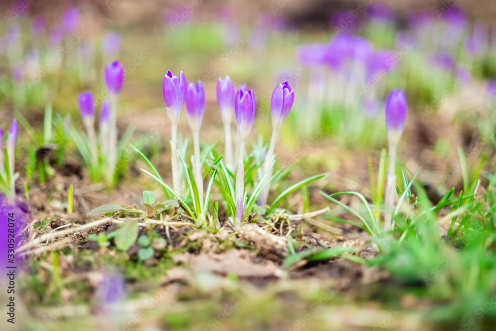 violet crocus flowers close up macro on green background. Early spring first flowers blooming violet crocus flowers close up macro on green background. Early spring first flowers blooming