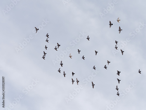 A flock of birds on blue sky