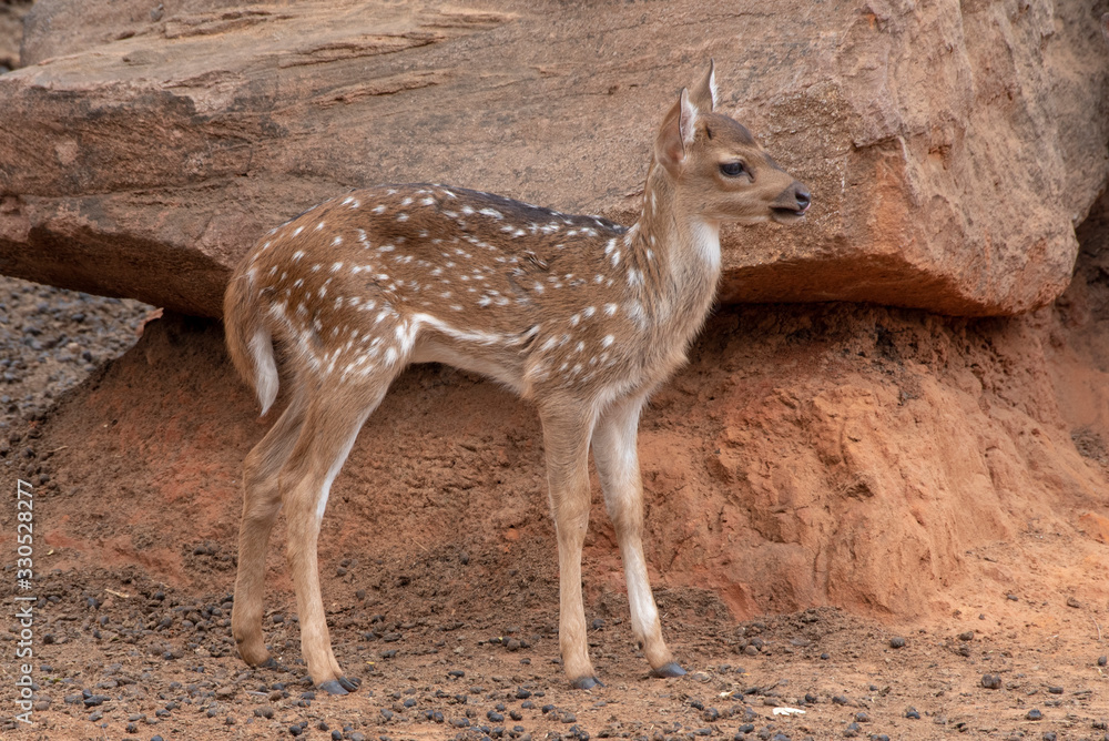 A young deer stand under the brown stone. A young deer stand under the brown stone.
