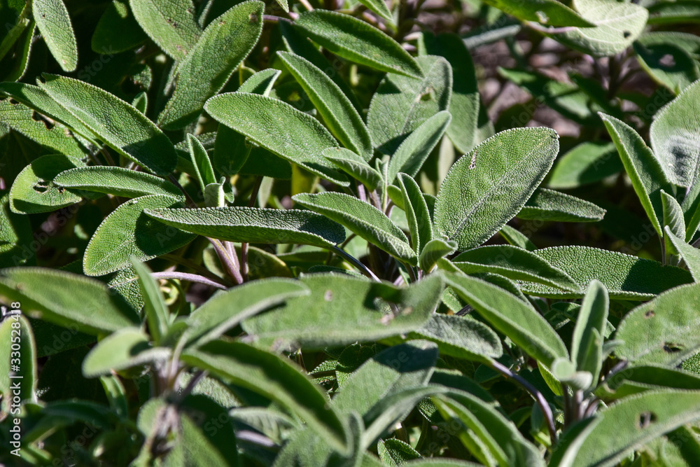 sage plant in spring in a sunny day