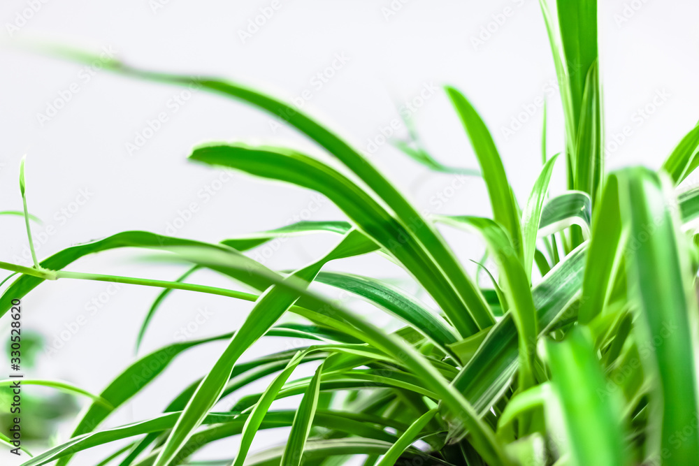 Fototapeta premium Green plants home decoration on white background
