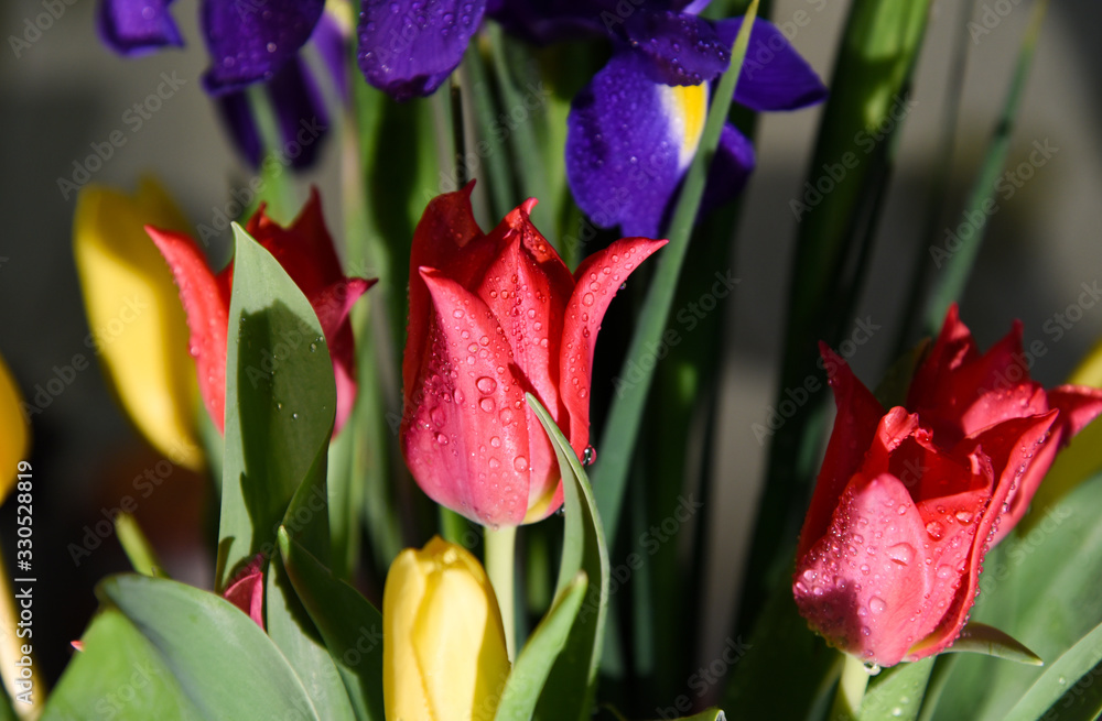 Naklejka premium Beautiful bouquet of spring tulips.