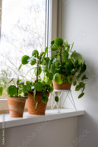 Pilea peperomioides, money plants in the ceramic pot on the windowsill. Big plant with babies. © patnowa
