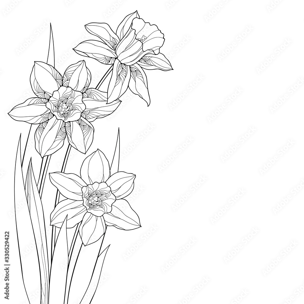Corner bouquet with outline narcissus or daffodil flower and leaves in ...