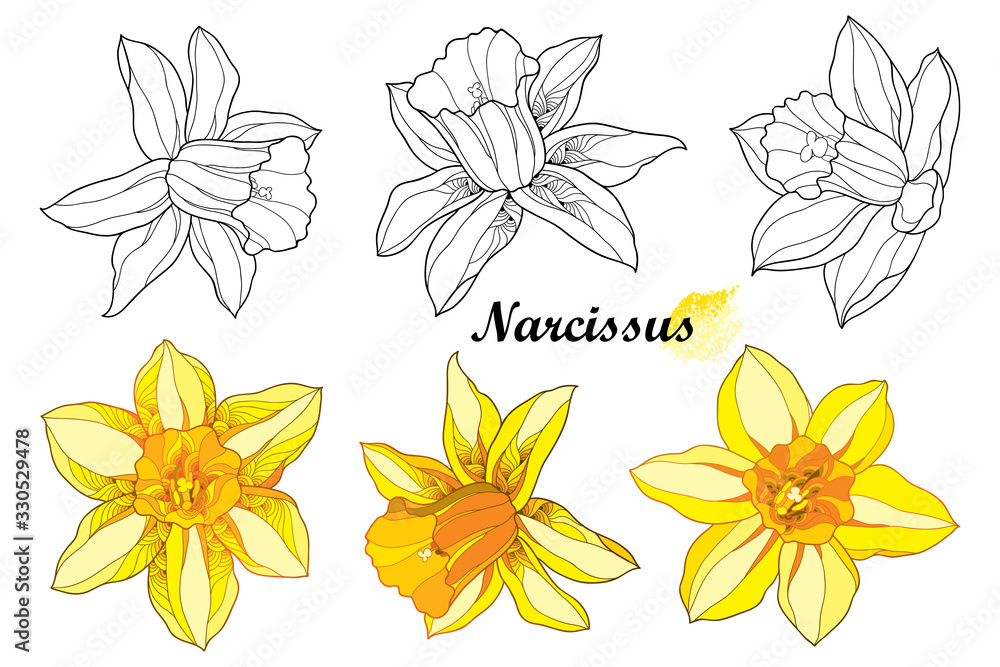 Set with outline narcissus or daffodil flower in black and orange yellow isolated on white background. - obrazy, fototapety, plakaty 