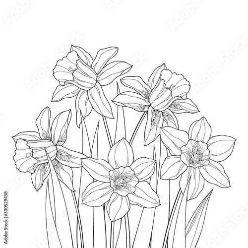Bouquet with outline narcissus or daffodil flower and leaves in black isolated on white background.
