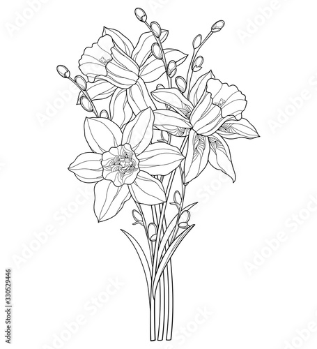 Photo Bouquet with outline narcissus or daffodil flower and willow branch in black isolated on white background