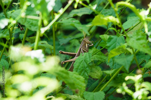 Locust biting a leaf of native plants feeding