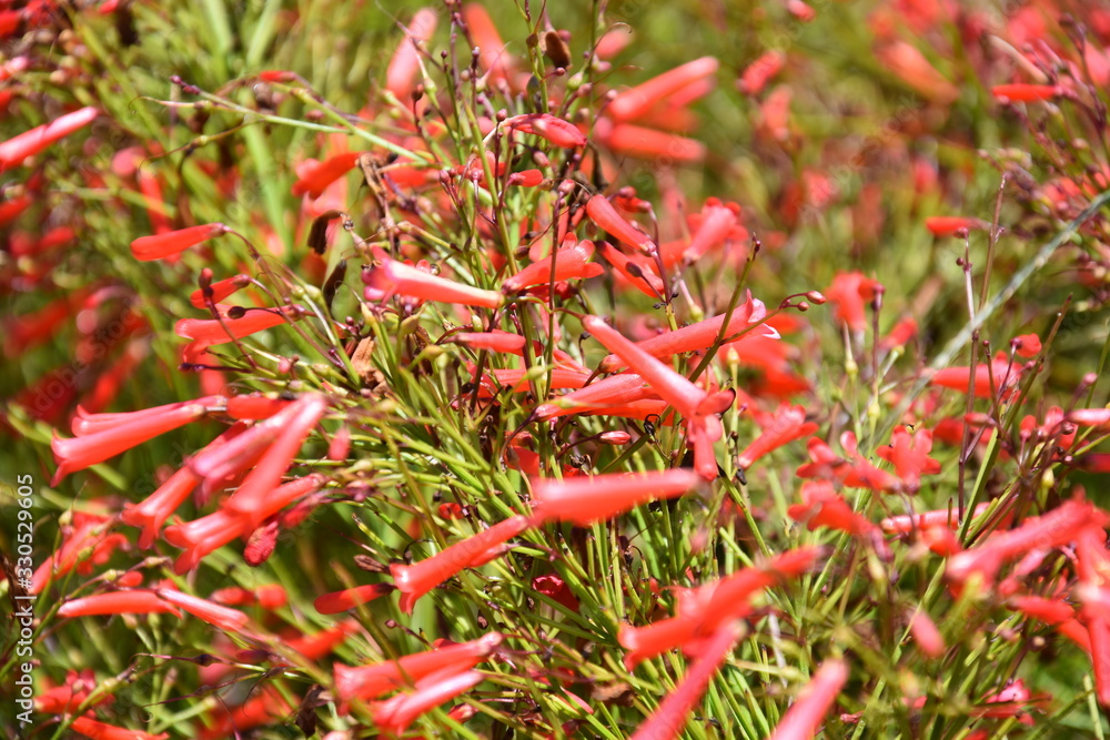 red flowers in garden red flowers in garden