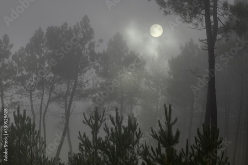 Moonlit foggy woods © Zacarias da Mata