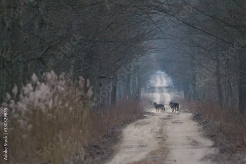 Fototapeta samoprzylepna Wilki