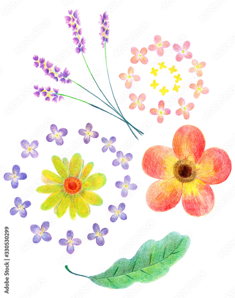 色鉛筆で描いた 手書きの花のイラストレーション Stock イラスト Adobe Stock