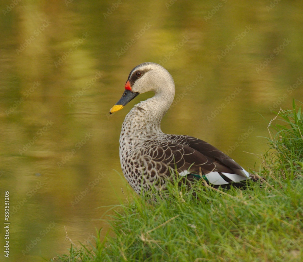Obraz premium duck on grass