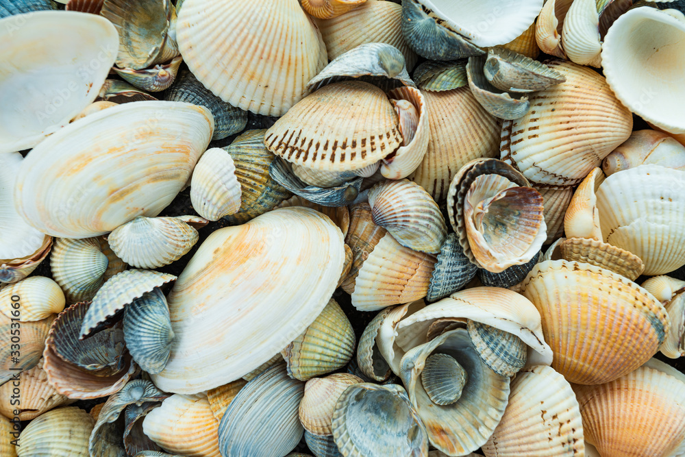 Mixed colorful sea shells as background